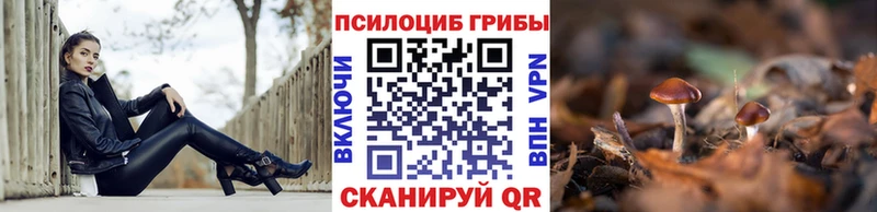 Галлюциногенные грибы Psilocybine cubensis  Купить где  Магадан 